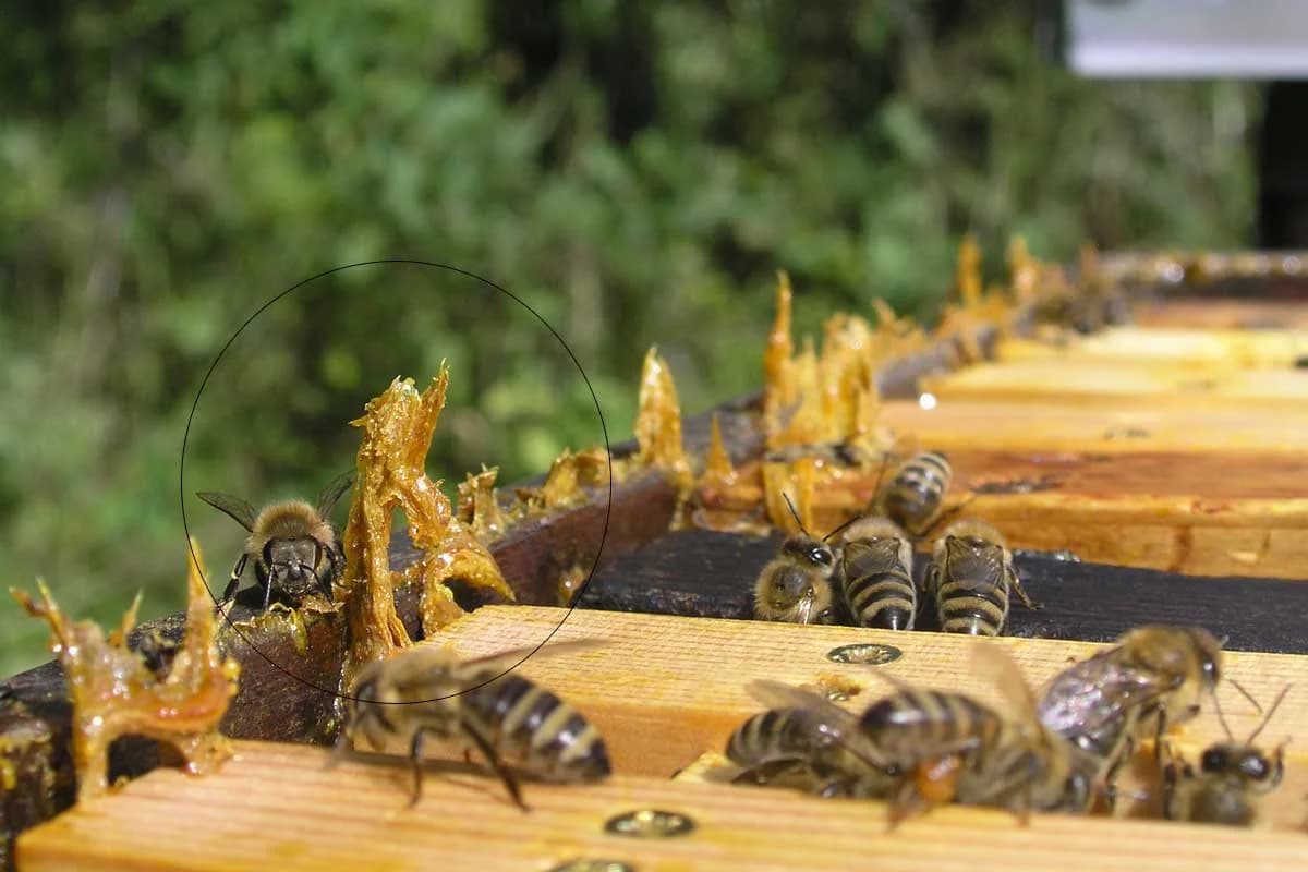 ПРОПОЛИС – НАЧИН НА УПОТРЕБА